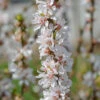 Nankingkirsche `Orient´ Prunus Tomentosa Orient 1 Nankingkirsche `Orient´ Prunus Tomentosa Orient -Pflanzen Verkäufe Nankingkirsche Orient