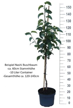 Benita®, Kreuzung Aus Birne Und Nashi Pyrus Pyrifolia `Benita´ -Pflanzen Verkäufe Nashi Buschbaum weisshw6ycKYy0Hm9H