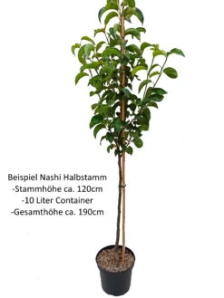 Nashi Kosui Pyrus Pyrifolia `Kosui´ -Pflanzen Verkäufe Nashi Halbstamm1rWfHuOKIhj0uV