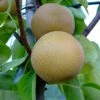 Nashi Hakko Pyrus Pyrifolia `Hakko´ -Pflanzen Verkäufe Nashi Hosui