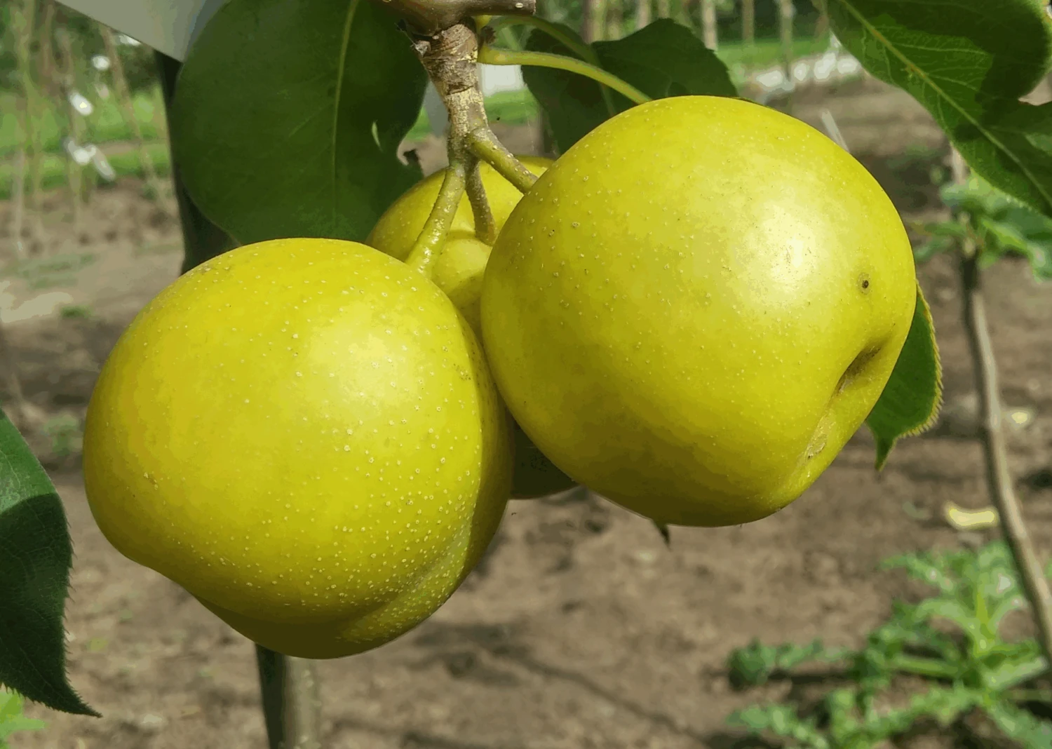 Nashi Nijiseiki Pyrus Pyrifolia `Nijiseiki´ 4 Nashi Nijiseiki Pyrus Pyrifolia `Nijiseiki´ - Image 2