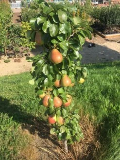 Säulenbirne `Obelisk®´ Pyrus Communis `Obelisk®´ -Pflanzen Verkäufe Obeslisk2