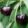 Oktavia Prunus Avium `Oktavia´ -Pflanzen Verkäufe Oktavia574ff24be4c03