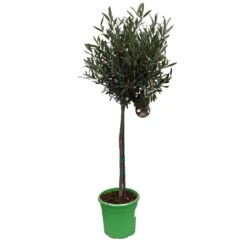 Olivenbaum - Stämmchen Olea Europaea -Pflanzen Verkäufe Olivenbaum 1