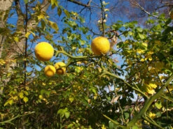 Dreiblättrige Orange Poncirus Trifoliata -Pflanzen Verkäufe PONCIRUS trifoliata