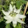 Passionsblume `Snow Queen´ Passiflora `Snow Queen´ -Pflanzen Verkäufe Passiflora Snow Queen