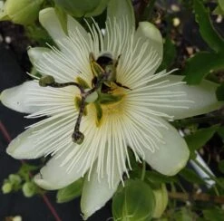 Titelseite -Pflanzen Verkäufe Passiflora snow queen hummel