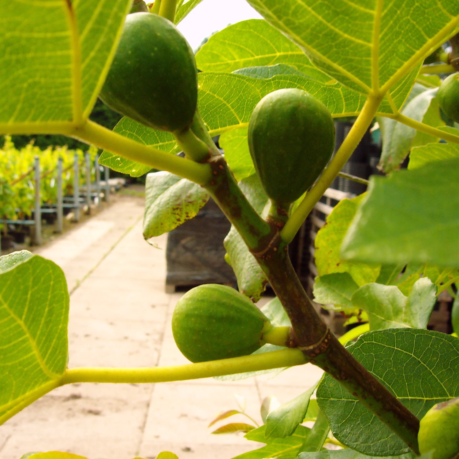 Feige `Gustissimo ® Perretta ®´ Ficus Carica `Perretta®´ 3 Feige `Gustissimo ® Perretta ®´ Ficus Carica `Perretta®´ - Image 2