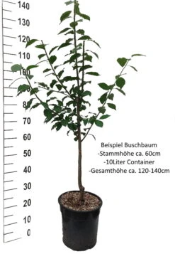Oullins Reneklode Prunus Domestica Subsp. Italica `Oullins´ -Pflanzen Verkäufe Pflaume Buschbaum Beispiel Neu WeissjPaTp75hA6v7l