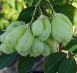Rispen-Pimpernuss Staphylea Pinnata -Pflanzen Verkäufe Pimpernuss Frucht