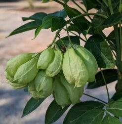 Rispen-Pimpernuss Staphylea Pinnata -Pflanzen Verkäufe Pimpernuss Frucht1