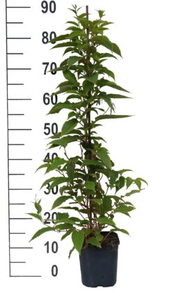 Bayernkiwi 3er-Set Mit Großfrüchtigen Sorten Actinidia Arguta -Pflanzen Verkäufe Pink Jumbo weissn01uRiW1uZNww