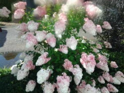 Rispenhortensie `Vanille-Fraise´ Hydrangea Paniculata `Vanille Fraise´ -Pflanzen Verkäufe Pinky Winkie Hortensie5936a36f54caf