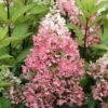 Rispenhortensie Pinky Winky ® Hydrangea Paniculata `Pinky Winky´ -Pflanzen Verkäufe Pinky Winky Hortensie