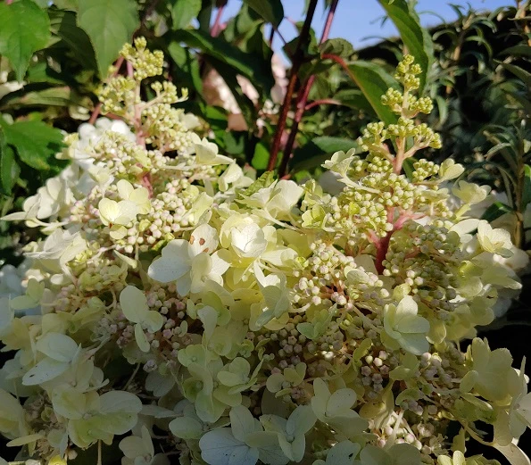 Rispenhortensie Pinky Winky ® Hydrangea Paniculata `Pinky Winky´ 4 Rispenhortensie Pinky Winky ® Hydrangea Paniculata `Pinky Winky´ - Image 2