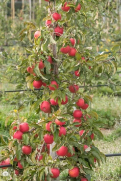 Pinova ® Malus Domestica -Pflanzen Verkäufe Pinova am Baum