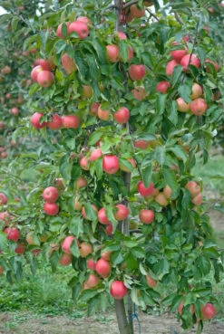 Pinova ® Malus Domestica -Pflanzen Verkäufe Pinova3