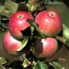 Säulenapfel `Pompink Ⓢ´ Malus Domestica `Pompink Ⓢ´ -Pflanzen Verkäufe Pompink