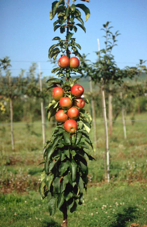 Säulenapfel `Pomredrobust´ Prunus Domestica 4 Säulenapfel `Pomredrobust´ Prunus Domestica - Image 2