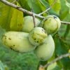 Veredelte Indianerbanane (Paw Paw) `Prima 1216´ Asimina Triloba `Prima 1216´ -Pflanzen Verkäufe Prima 1216