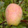 Prinzenapfel / Haferapfel Malus Domestica -Pflanzen Verkäufe Prinzenapfel