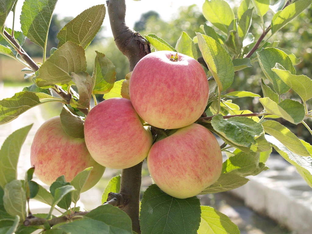 Piros ® Malus Domestica `Piros®´ 4 Piros ® Malus Domestica `Piros®´ - Image 2