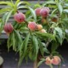 Zwergpfirsich `Bonanza´ Prunus Persica -Pflanzen Verkäufe Prunus persica Bonanza 1S1B7039