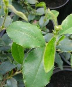 Chinesische Quitte / Holzquitte Pseudocydonia Sinensis -Pflanzen Verkäufe Pseudonya sinensis chinesische Quitte