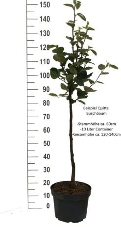 Bereczki Birnenquitte Cydonia Oblonga `Bereczki´ -Pflanzen Verkäufe Quitte Beispiel buschbaum weissPkqQs1wHc4ffm