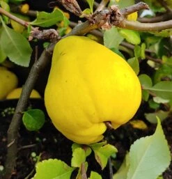Chinesische Quitte / Holzquitte Pseudocydonia Sinensis -Pflanzen Verkäufe Quitte Holzquitte