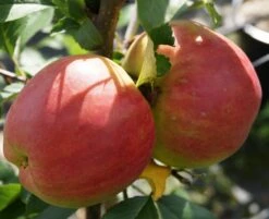 Rebella ® Malus Domestica -Pflanzen Verkäufe RebellaJzAGDJsc1LAKH