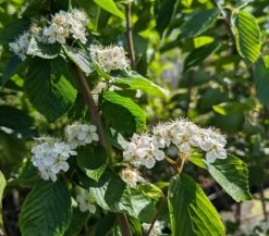 Erlenblättrige Eberesche `Red Bird´ Sorbus Alnifolia `Red Bird´ -Pflanzen Verkäufe Red Bird 1