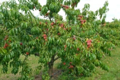 Pfirsich Red Haven Prunus Persica `Red Haven´ -Pflanzen Verkäufe Red HAven Baum