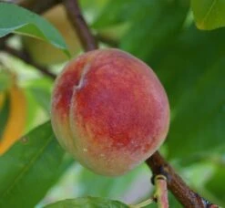 Pfirsich Red Haven Prunus Persica `Red Haven´ -Pflanzen Verkäufe Red Haven