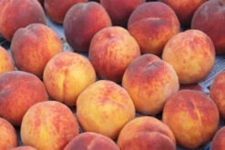 Pfirsich Red Haven Prunus Persica `Red Haven´ -Pflanzen Verkäufe Red HavenP9RwaXSrUdjKv