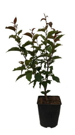 Säulenzierapfel "Red Obelisk" Malus `Red Obelisk´ -Pflanzen Verkäufe Red Obelisk12