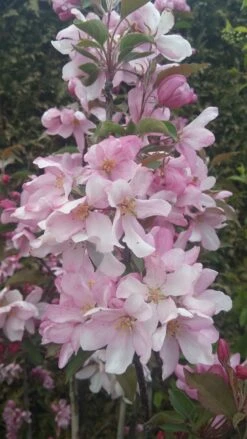 Säulenzierapfel "Red Obelisk" Malus `Red Obelisk´ -Pflanzen Verkäufe Red Obelisk5728ab6c725bc