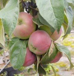 Säulenapfel `Red River´ Malus Domestica `Red River´ -Pflanzen Verkäufe Red River