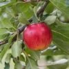 Reglindis ® Malus Domestica `Reglindis´ 2 Reglindis ® Malus Domestica `Reglindis´ -Pflanzen Verkäufe ReglindisQAqIaLlre5f6L