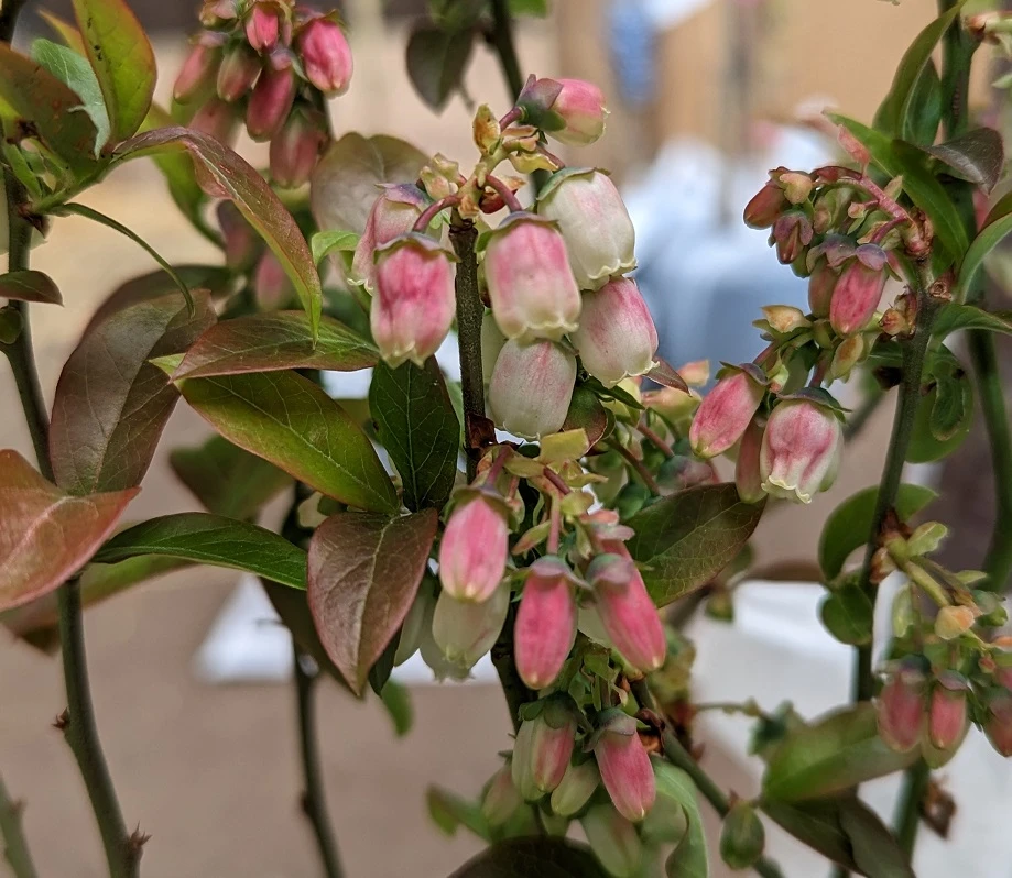 Heidelbeere - Reka Vaccinum Corymbosum `Reka´ 6 Heidelbeere - Reka Vaccinum Corymbosum `Reka´ - Image 4