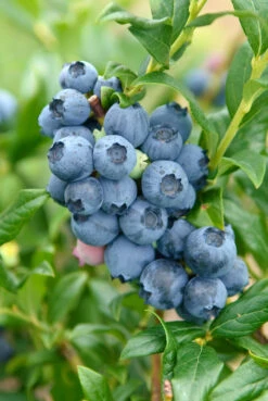 Heidelbeere - Reka Vaccinum Corymbosum `Reka´ 7 Heidelbeere - Reka Vaccinum Corymbosum `Reka´ -Pflanzen Verkäufe Reka3wDxSrKj0tUHN