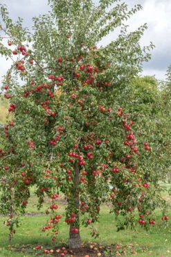 Rewena ® Malus Domestica 10 Rewena ® Malus Domestica -Pflanzen Verkäufe Rewena