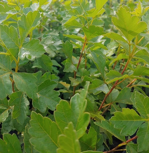 Duftender Essigbaum / Gewürz-Sumach `Grow Low´ Rhus Aromatica 4 Duftender Essigbaum / Gewürz-Sumach `Grow Low´ Rhus Aromatica - Image 2