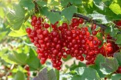 Rolan Ribes Rubrum `Rolan´ 8 Rolan Ribes Rubrum `Rolan´ -Pflanzen Verkäufe Rolan5zSdDOZ4hH6d8