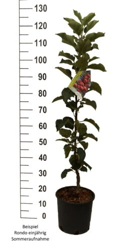 Säulenapfel `Rondo´ Malus Domestica `Rondo´ -Pflanzen Verkäufe Rondo einj hrig weiss