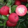 Rosette® Malus Domestica -Pflanzen Verkäufe Rosette