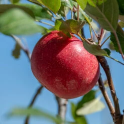Rosette® Malus Domestica -Pflanzen Verkäufe Rosette 2