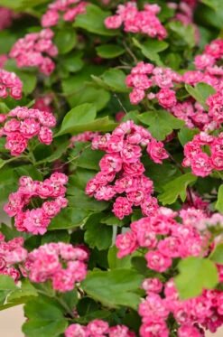 Rotdorn `Pauls Scarlet´ Crataegus Laevigata `Pauls Scarlet´ -Pflanzen Verkäufe Rotdorn 2