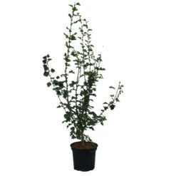 Rotdorn `Pauls Scarlet´ Crataegus Laevigata `Pauls Scarlet´ -Pflanzen Verkäufe Rotdorn Pauls Scarlet