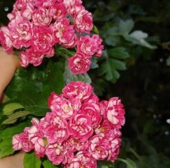 Rotdorn `Pauls Scarlet´ Crataegus Laevigata `Pauls Scarlet´ -Pflanzen Verkäufe Rotdorn bl te